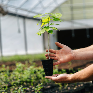 Image of a chinkapin oak seedling.